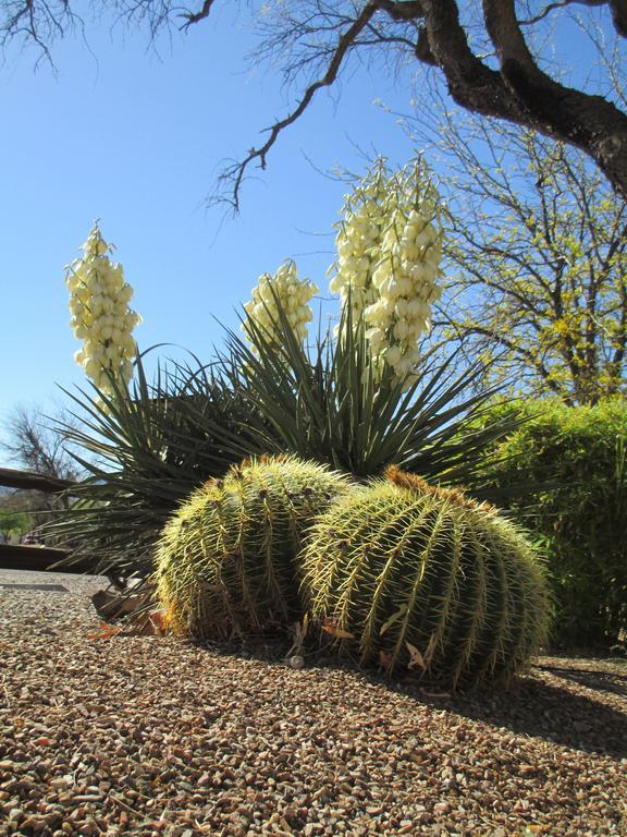 Tubac Country Inn מראה חיצוני תמונה